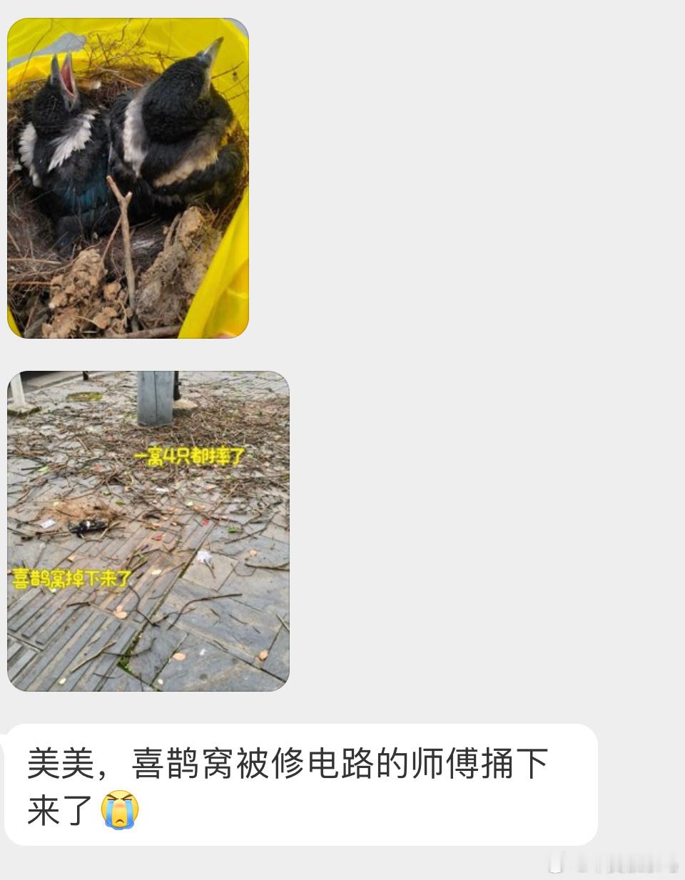 无家可归的【喜鹊】在电线旁边筑巢确实会有安全隐患，师傅拆除也是工作需要，但其实可