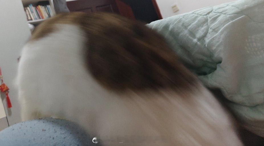猫是大蟒蛇 ​​​