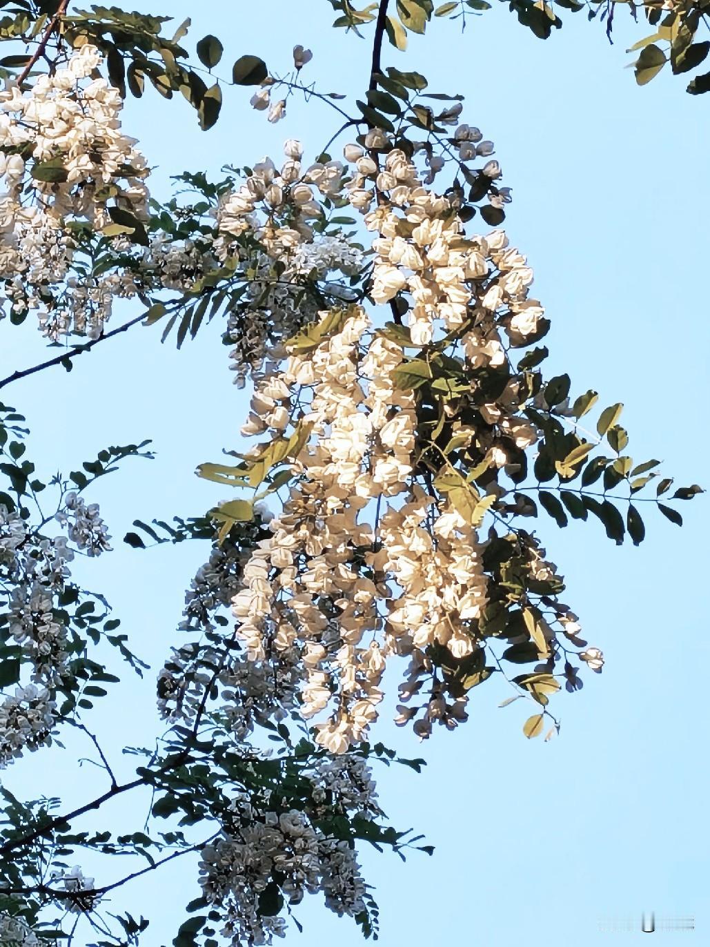 槐花常见食用做法:
1.‌ 槐花炒鸡蛋‌：槐花淡盐水浸泡后焯水沥        