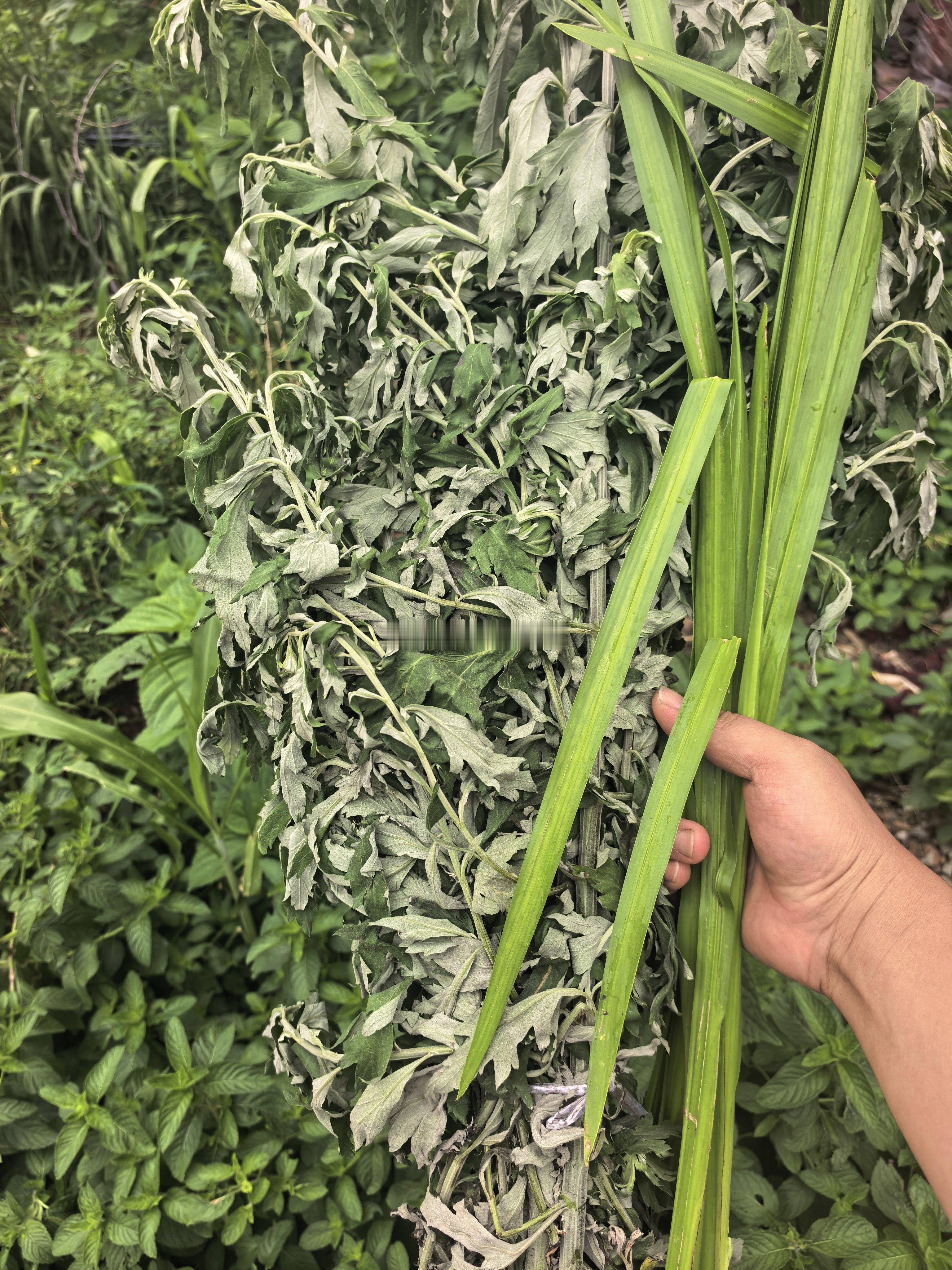 明天端午了，今天把艾草和菖蒲（小院子种的水菖蒲），准备好，扎起来，挂门口。北方没
