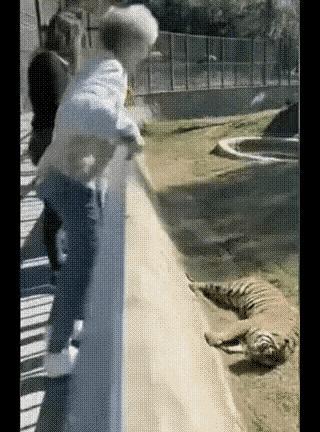 老虎：今天园长发福利吗？