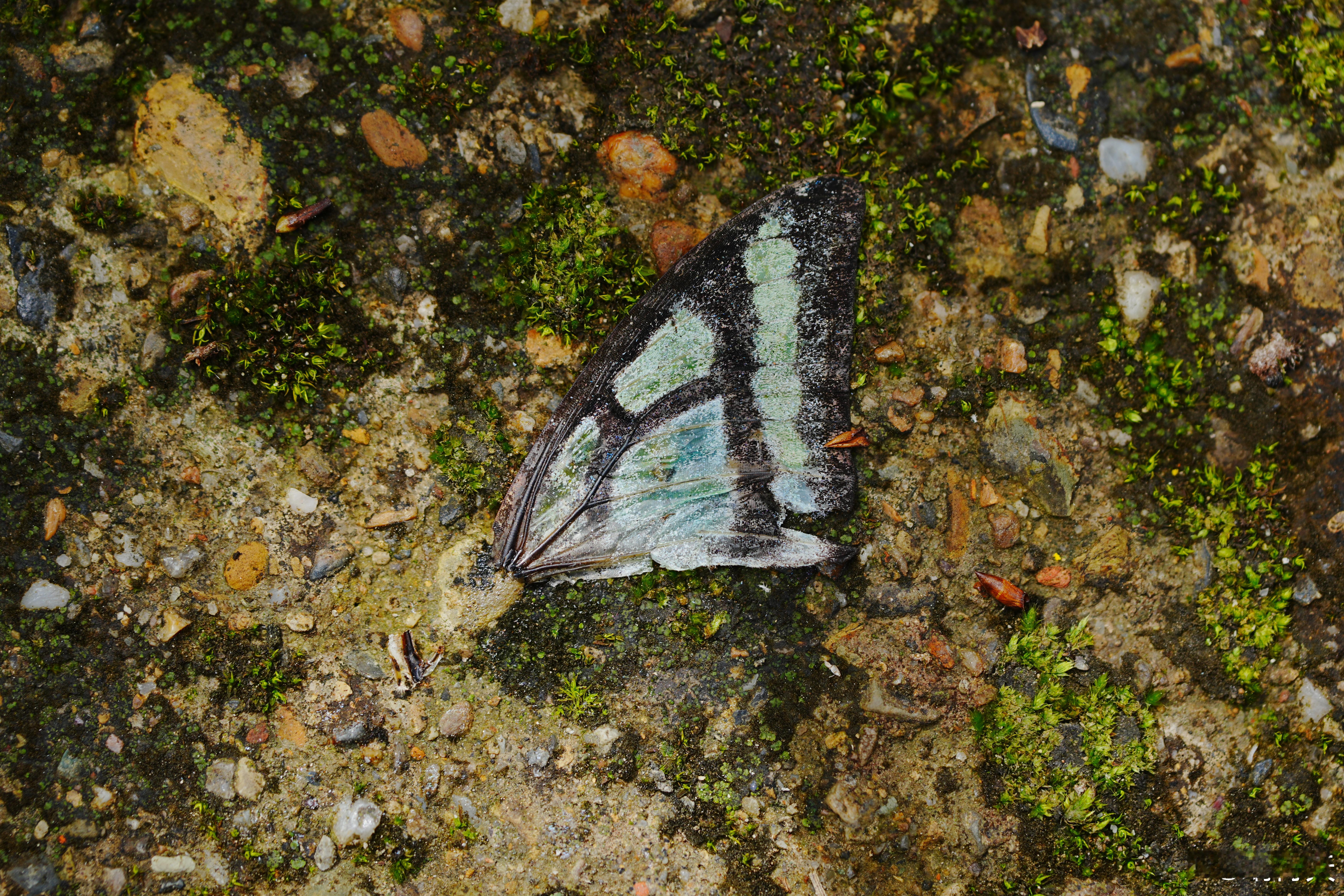 不知哪只青凤蝶遗落了自己的翅膀蜗的摄影日记 蝴蝶