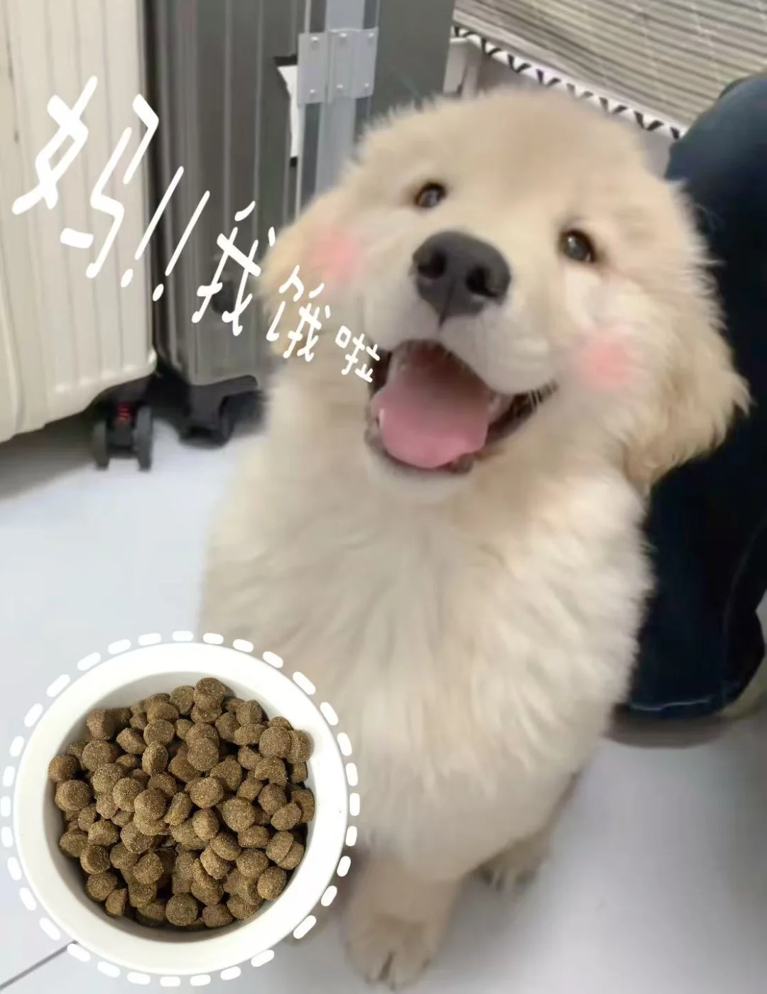 为什么兽医推澳洲粮？🩺