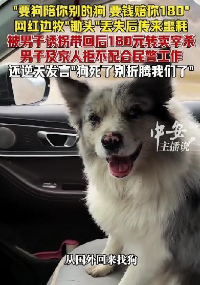 百万粉丝网红边牧“锄头”被偷走后，以180元的低价转卖宰杀。狗主人还被指责斤斤计