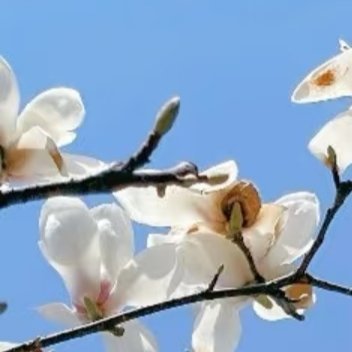 兰花种植：1 .准备土壤：兰花适宜在排水性好的土壤中生长，可以使用松树皮、水苔、