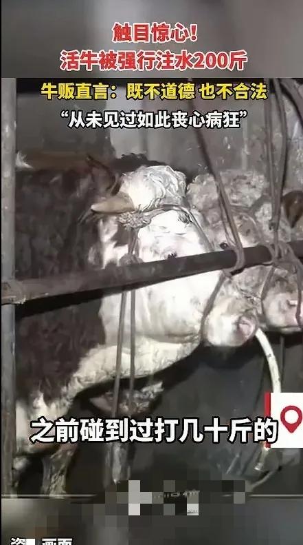 广西钦州这牛主人也太丧尽天良了！

    卖牛前往牛肚子里猛灌水，

    