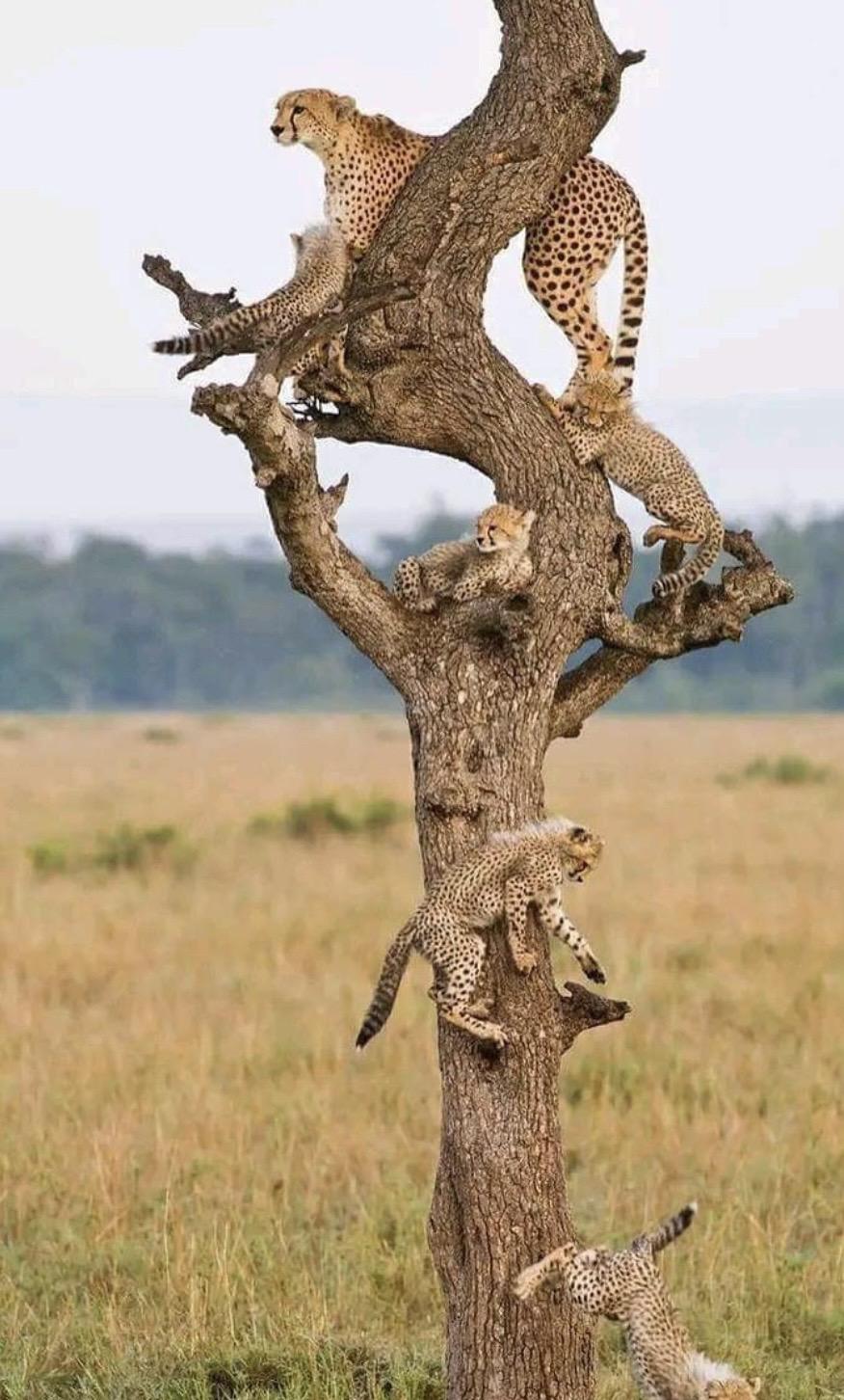 印度的库诺国家公园已经成为猎豹们稳定的家。数只母猎豹一共产下29只幼崽...