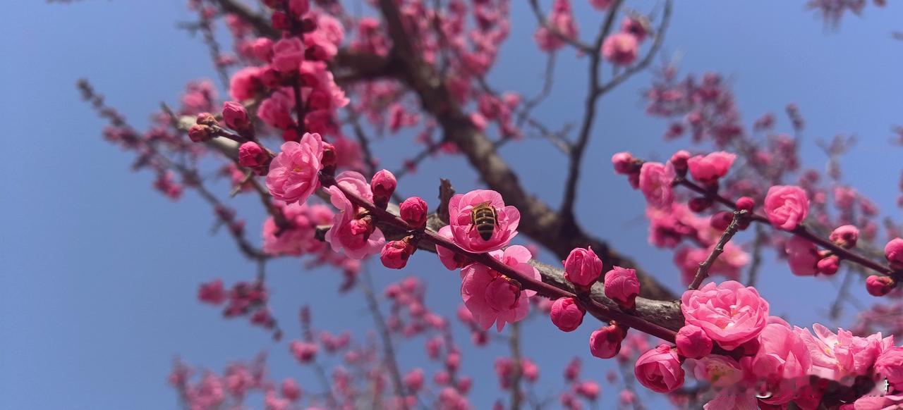 晒晒你手机里的梅花，我的是这样的，你的是怎么样的?晒出来看看!