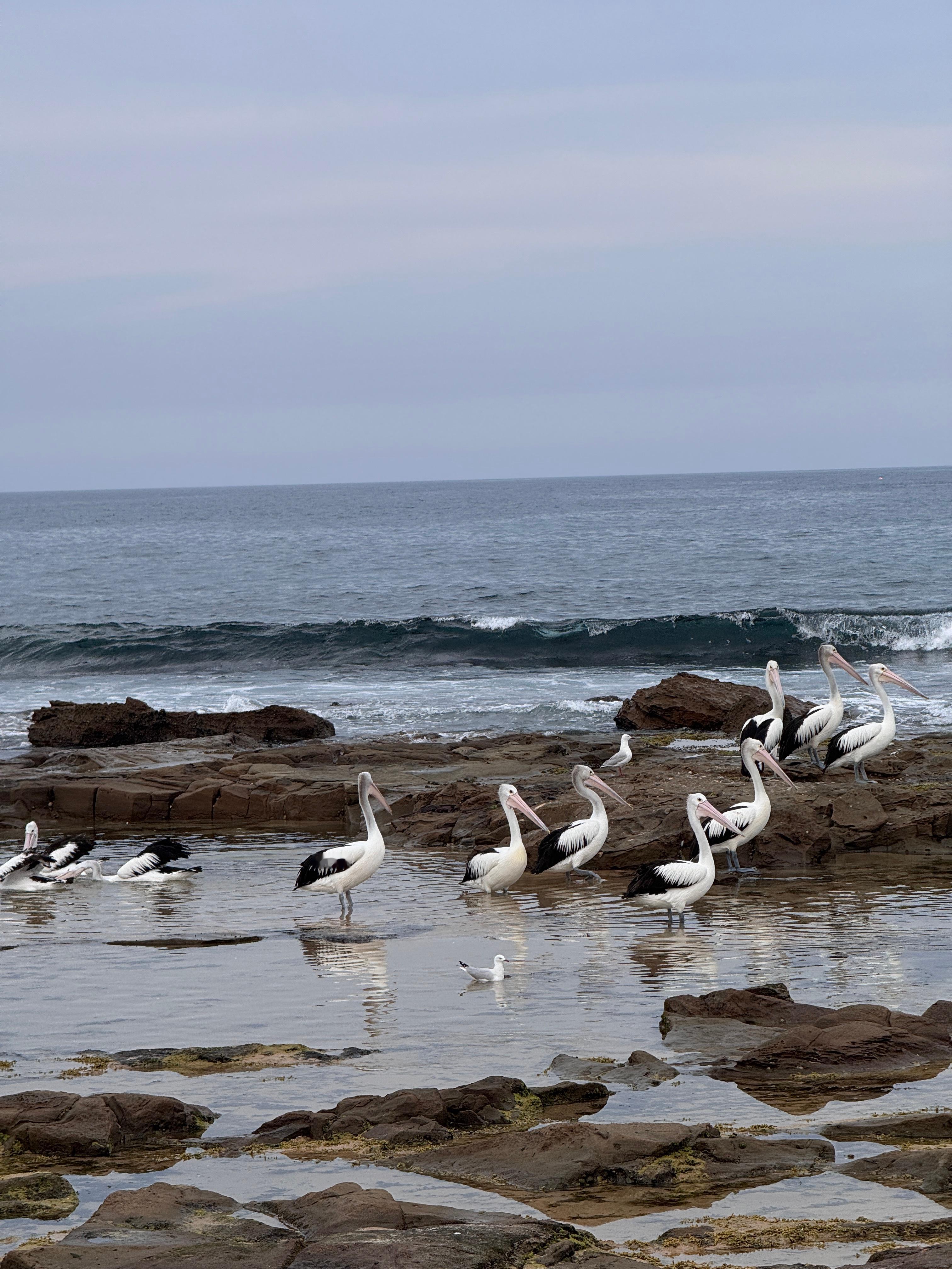 澳洲假期结束就该回国过年啦🏖️ 澳大利亚·Newcastle Beach