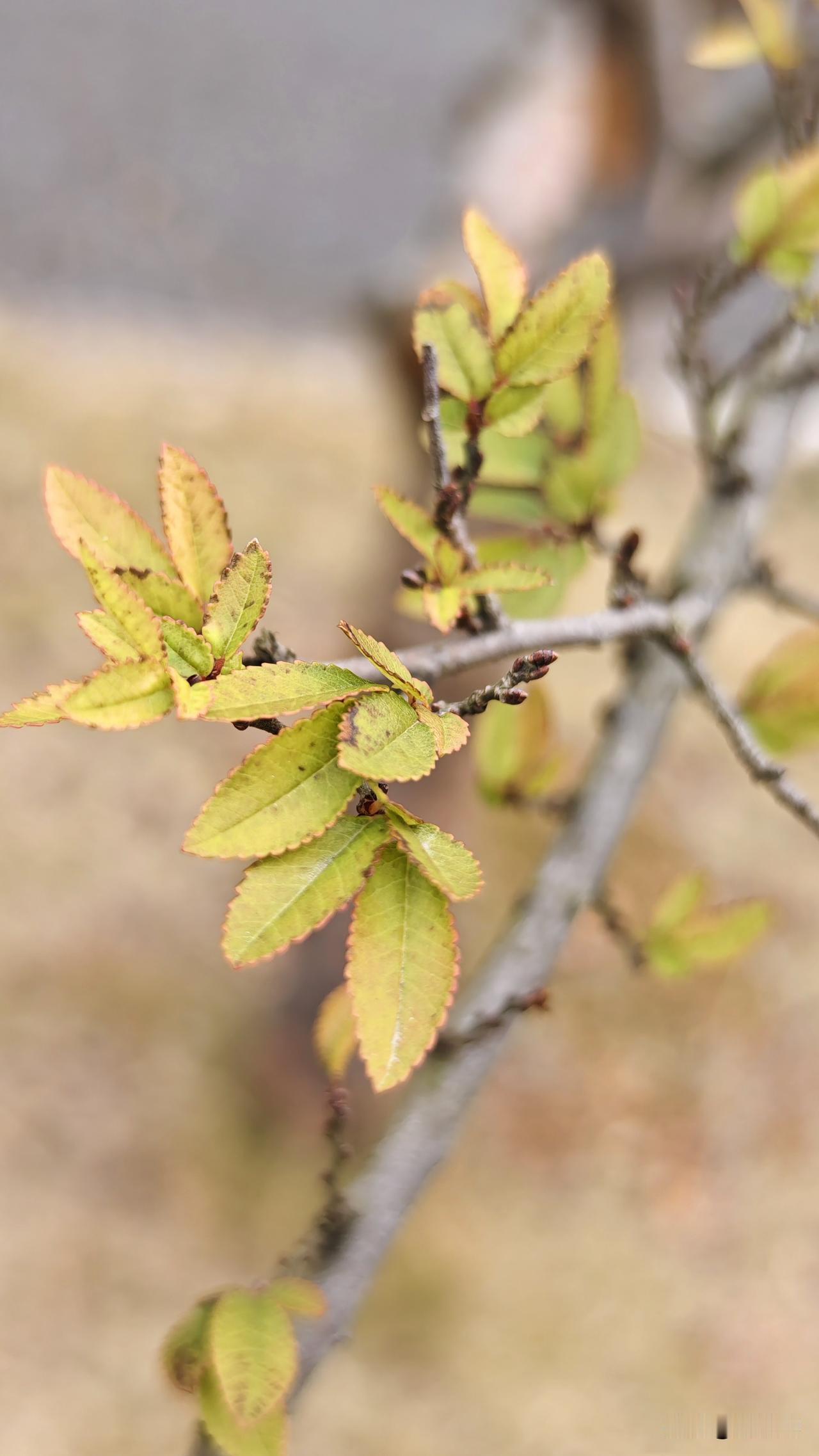 登九郎山，树枝慢慢开新枝，喜欢