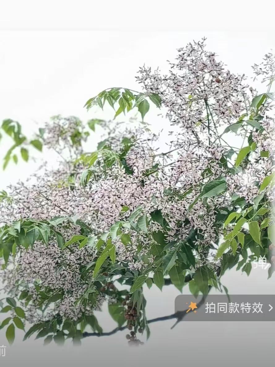 天净沙·春怀
拥风携蕊盈枝，
静听花开声迟。
淡蕊安然自持，
不矜不饰，
一生芬