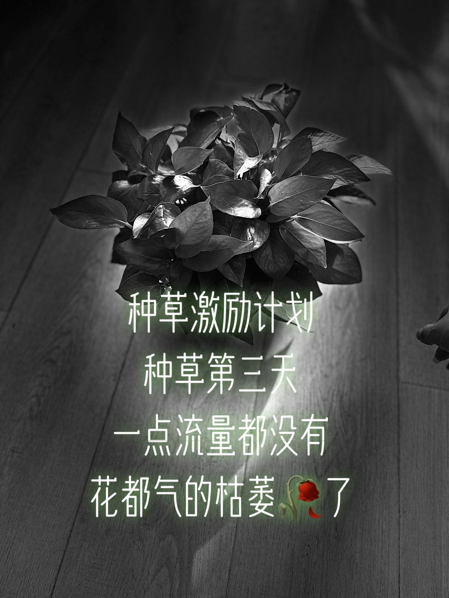 种草激励计划第三天 种草激励计划加入 抖爸爸我要上热门