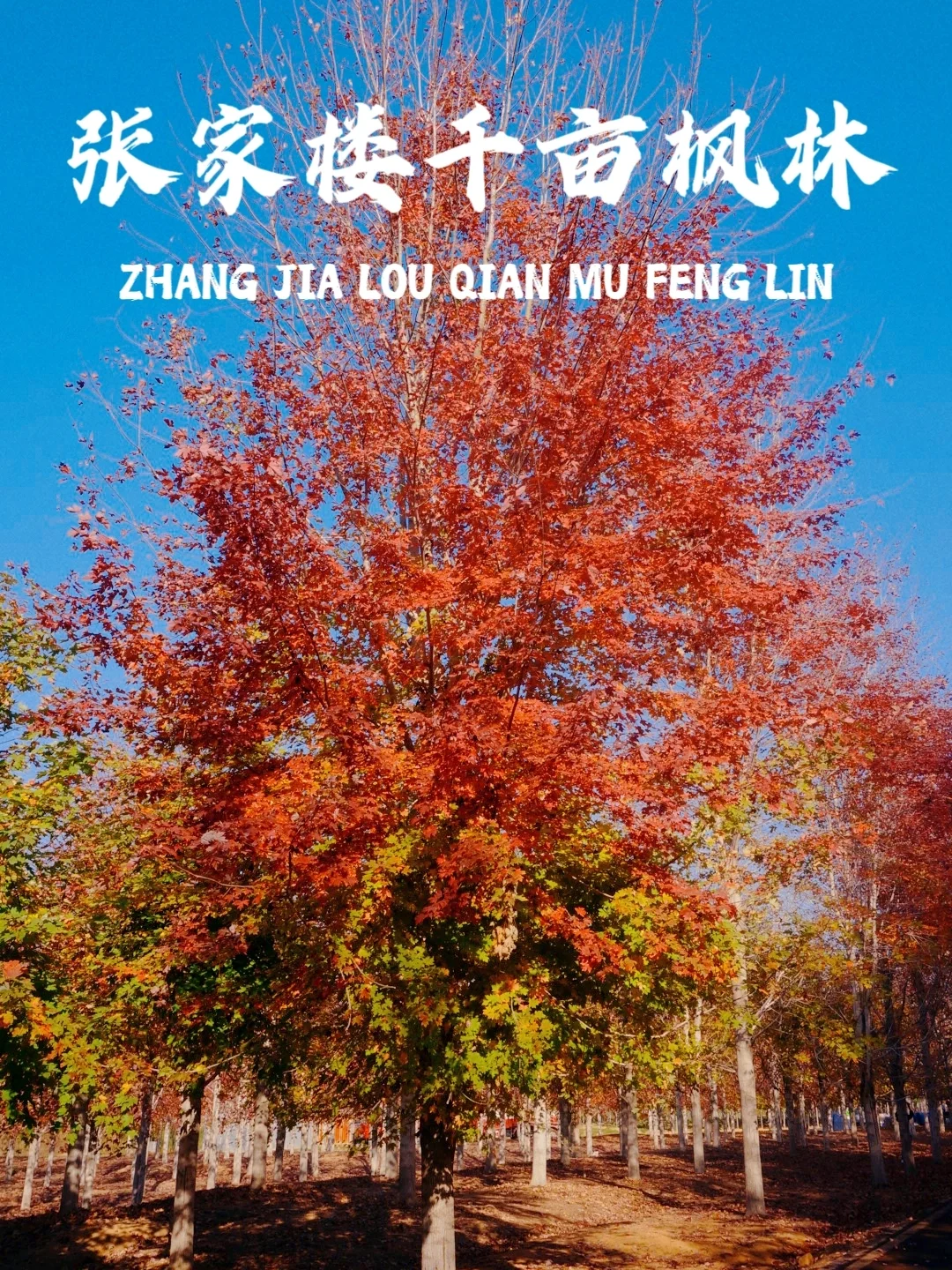 黄岛张家楼千亩枫林现状❗到底值不值得去❓