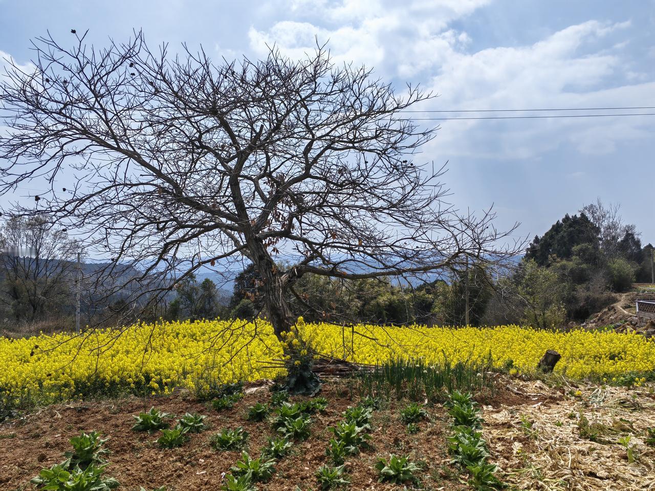 第一采油厂共5个试点单元，印象深刻的有集团公司百面红旗单位杏04井区，还有好汉坡