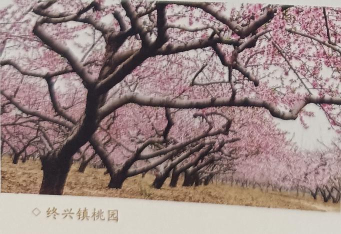 山东省旅游强镇｜单县终兴镇
终兴镇位于单县的东部，距离县城25公里，东与江苏省丰