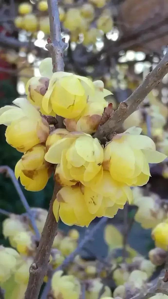 花开如火，岁月静好。生活是一场旅行，我们在旅行中不断地寻找，不断地探索。我们在旅
