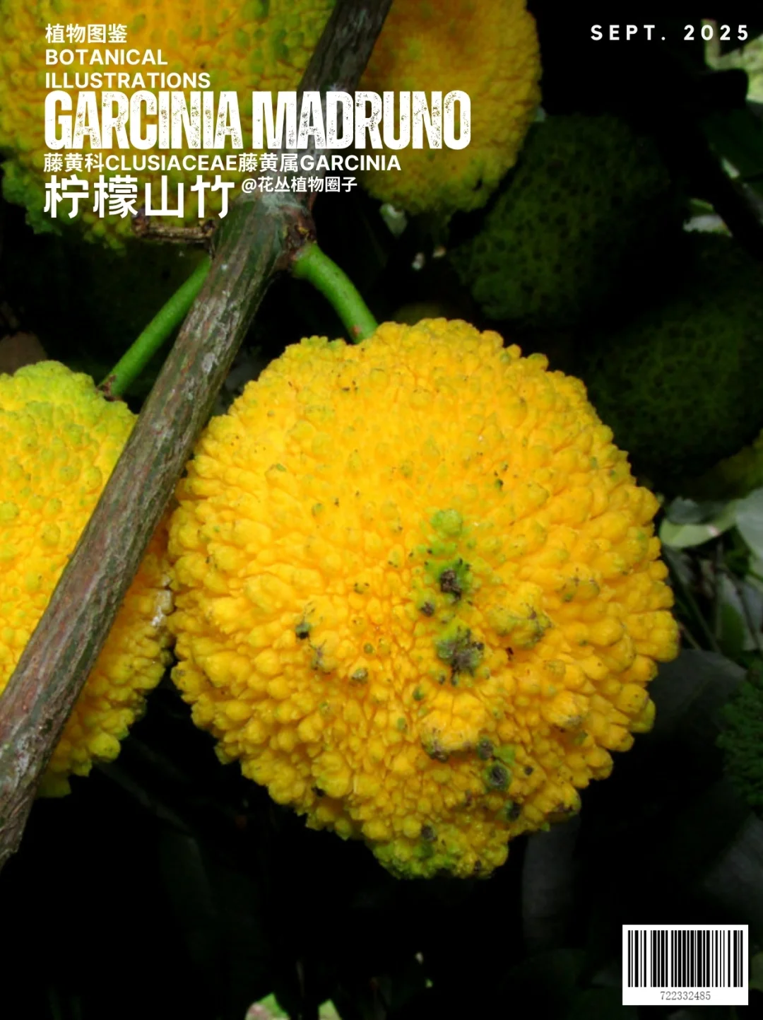 柠檬山竹Garcinia madruno