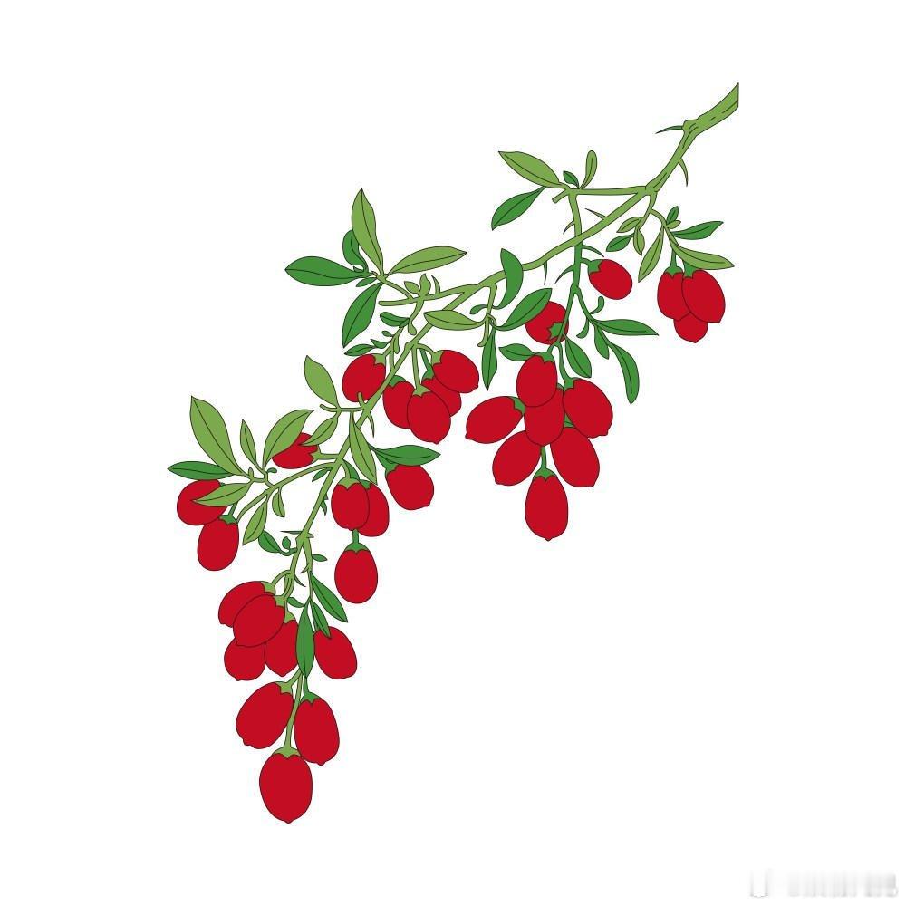 枸杞在不同季节的打开方式 秋冬季节煮糖水的时候随手丢上一把枸杞，自带淡淡的天然甜