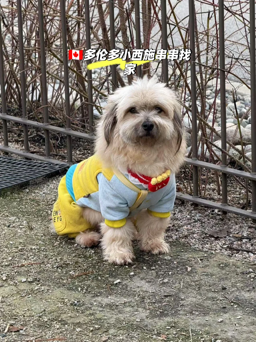 🇨🇦多伦多可爱小串串找家噢