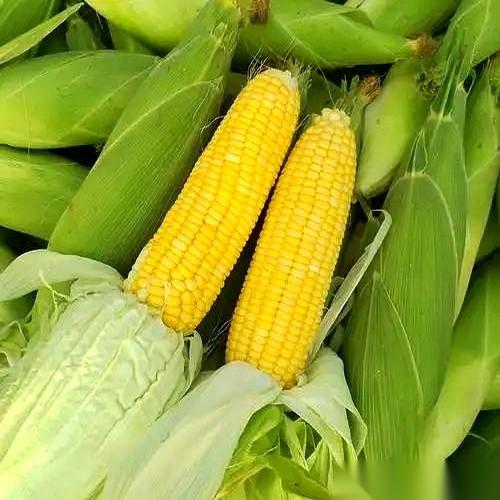 都说控血糖就得多吃菜，这话听着一点毛病没有。
可我告诉你，有些菜就是披着羊皮的狼