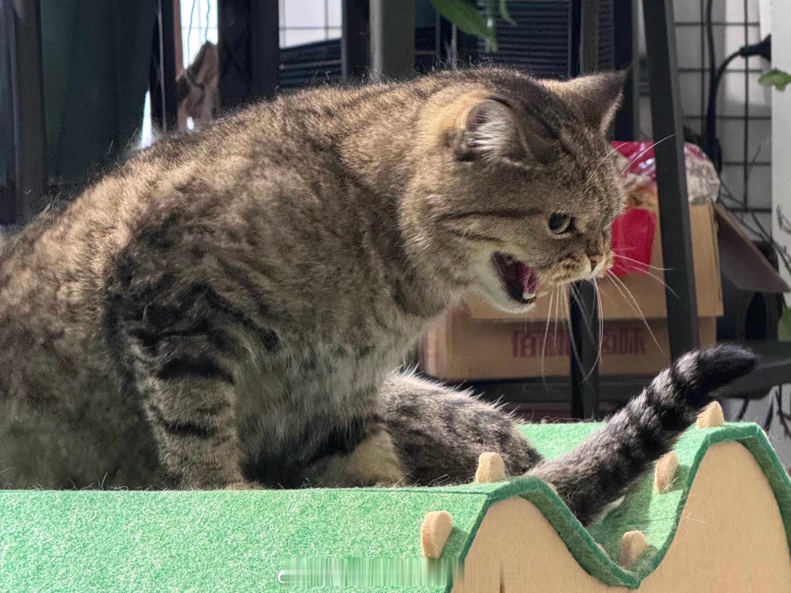 我觉得猫和狗很不一样也很有意思的一个点是，狗因为是社会性动物，所以社交信号会非常