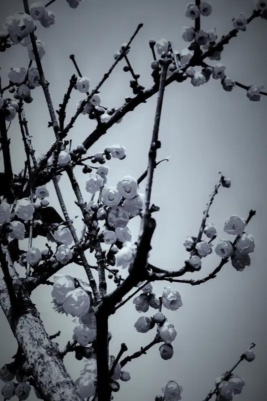 上联：花红柳绿春姿俏；
下联：雪白梅香冬韵浓。