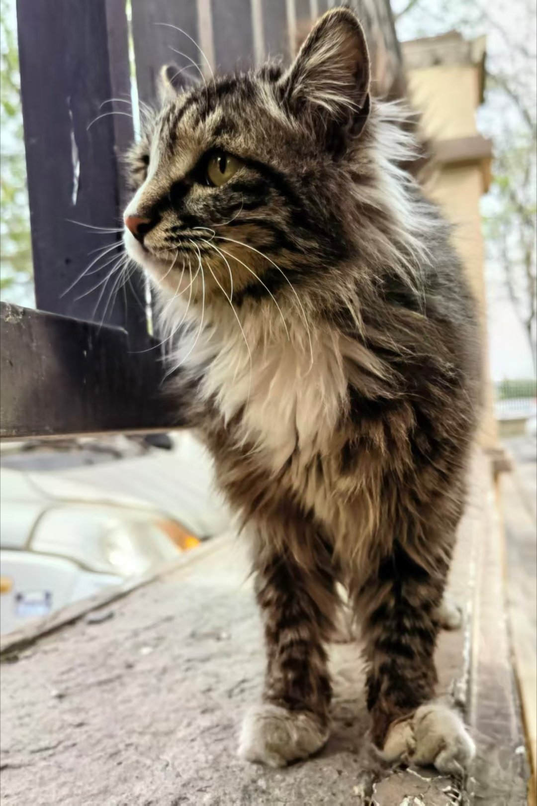 *碎碎念*小布偶上周爪子受伤了，我们每天喂它四根猫条，今儿看它活蹦乱跳的痊愈了，