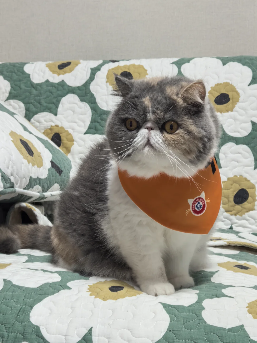 别问，问就是绝世大美猫🐱