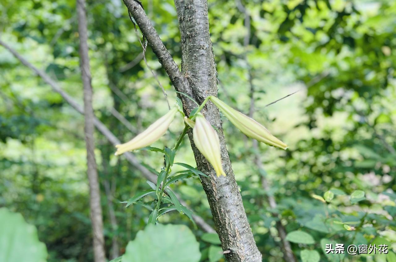 湖北神农架林区的野百合花（随手拍）。早餐过后，我在神农架木鱼镇的山下廊道悠然漫步
