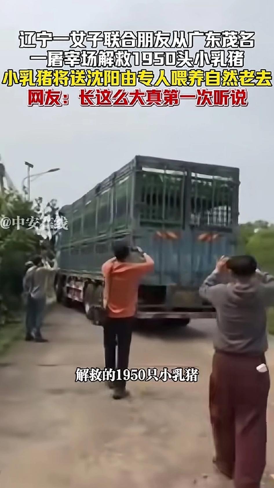 辽宁女子联合朋友在广东茂名解救了1950头小乳猪，然后将这些小猪送往沈阳，将由专