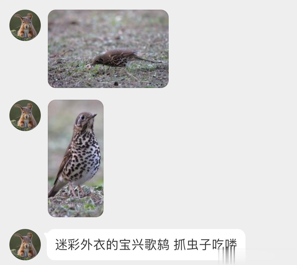 #鸟粉投稿# 抓虫的【宝兴歌鸫】小杜杜上是银信叶！ ​​​