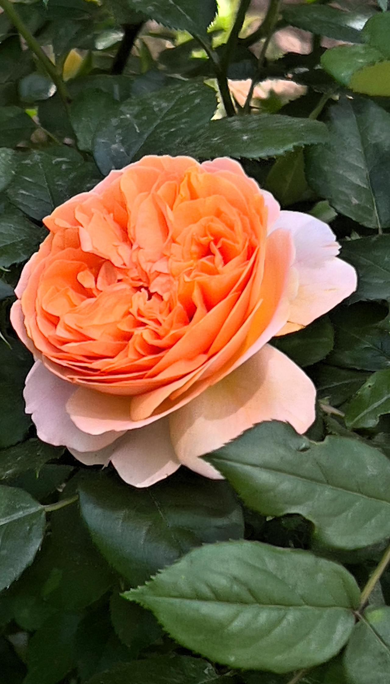 小区里的橘色月季花开了，娇美耀眼 可爱迷人的花朵 美不胜收.