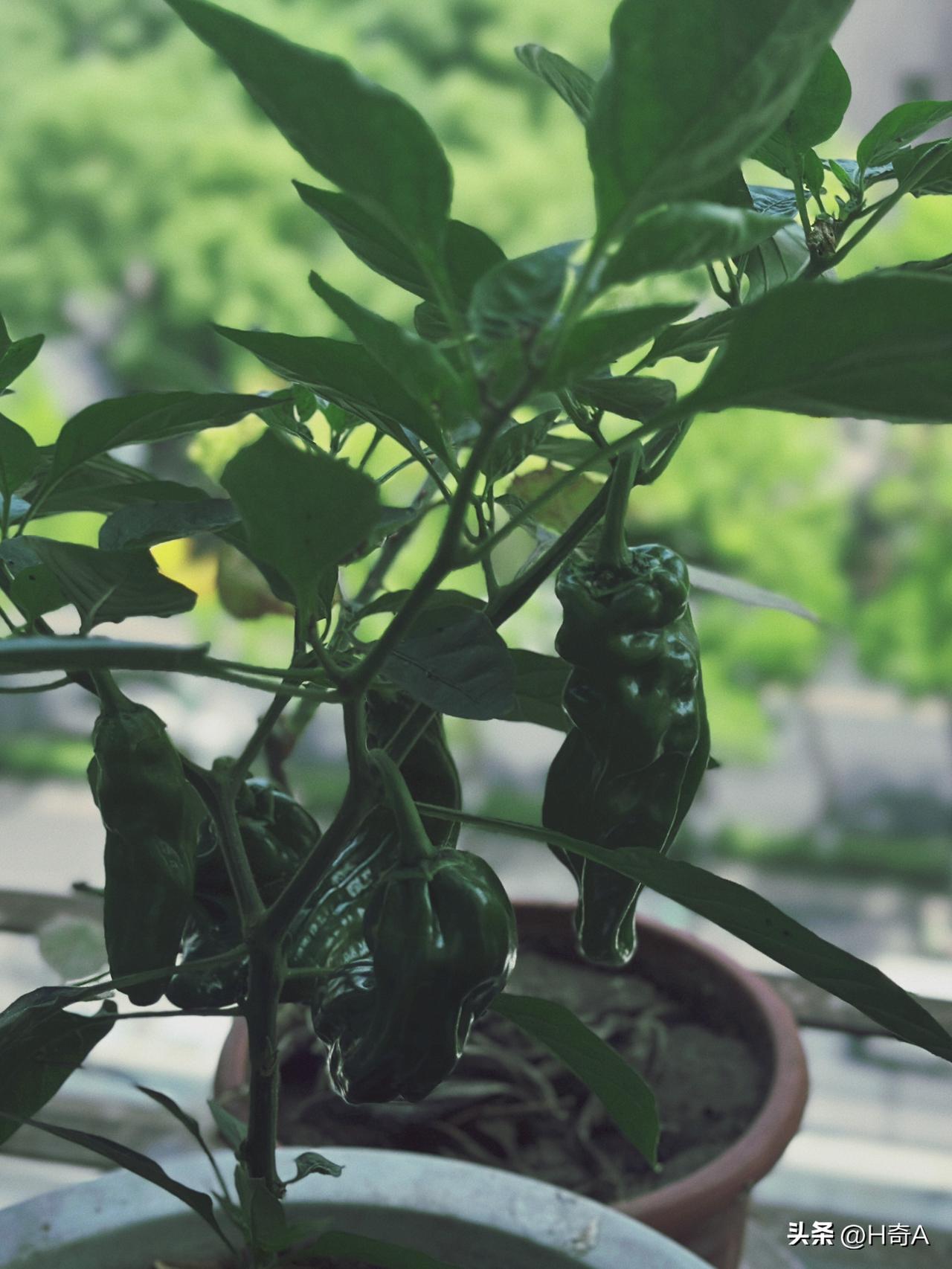 方寸菜园，满目生机。
———老妈的阳台菜园

分享你随手拍的风景晒图笔记大赛