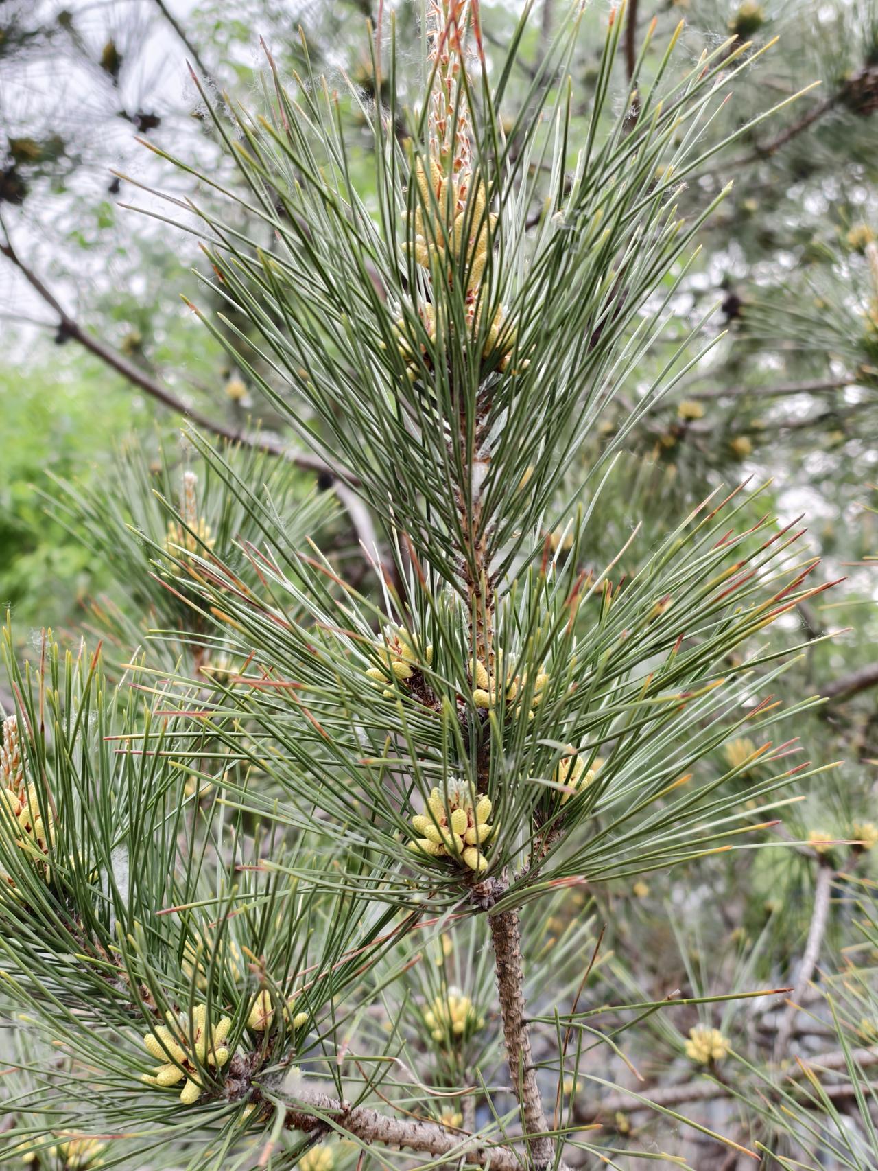 下联：土也是地。
拆字拼对联，是非常有趣儿的文化游戏！
