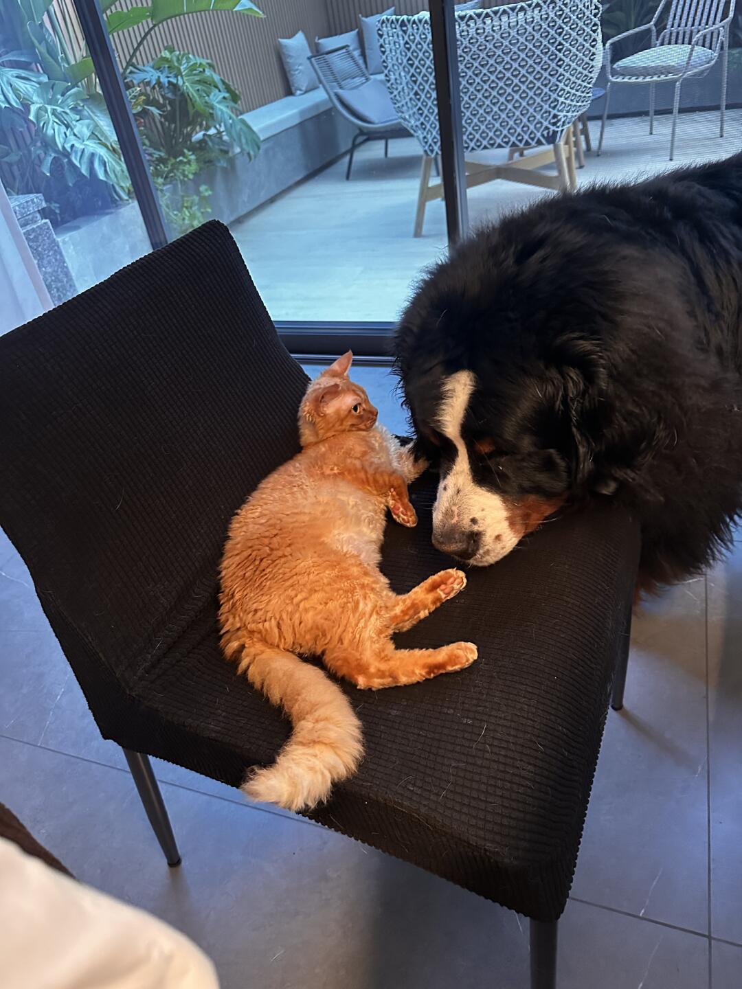 猫:你比本伯只香一点