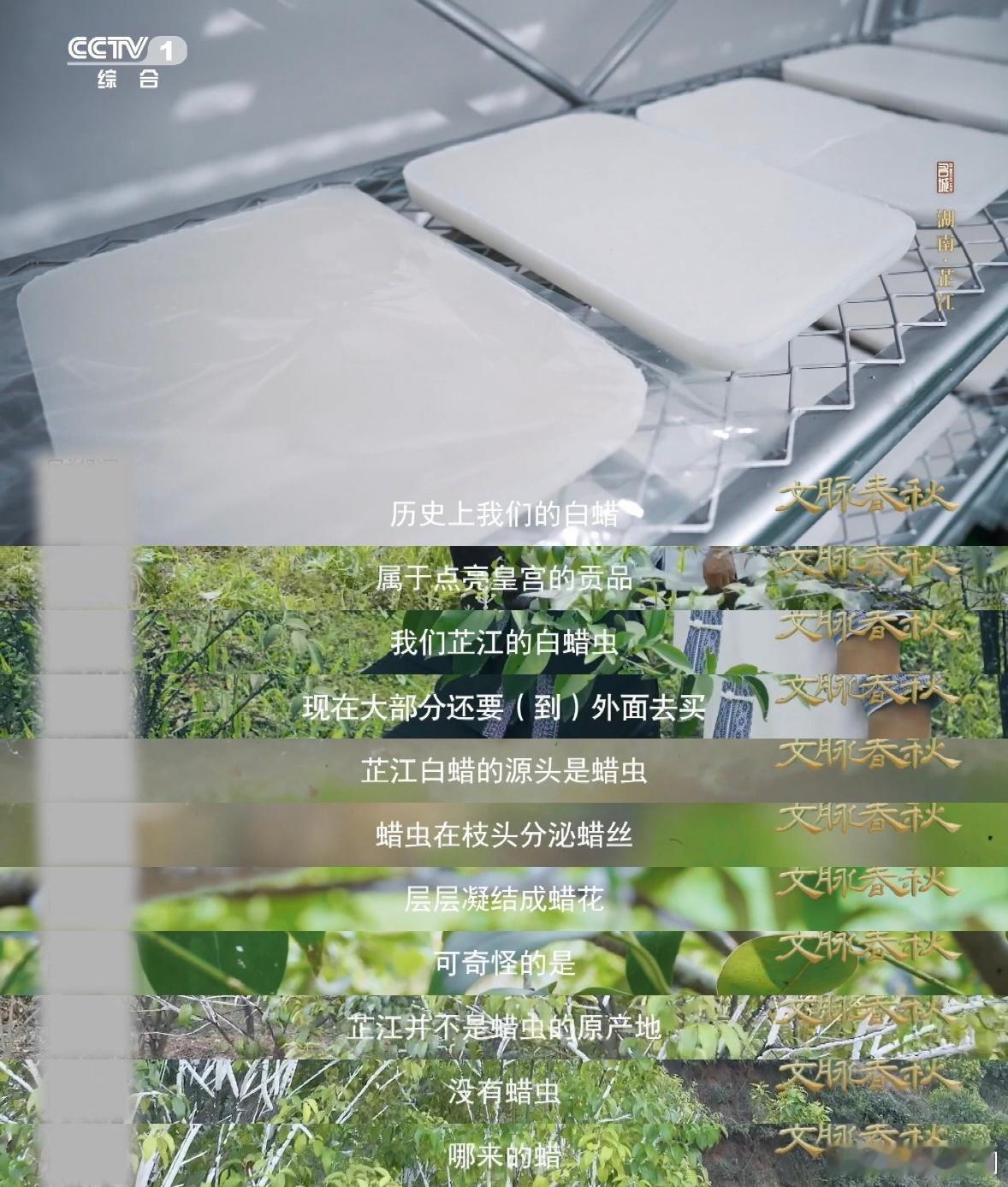 盛夏山林里的白色枝条是啥这种蜡居然是虫子产的 以前一直以为蜡都是石油或者植物产出