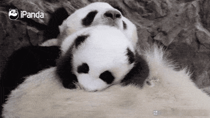 熊猫守护者 信心锻造伟业，信念燃烧激情，欲望产生希望；有梦想的人生才是完美的，有