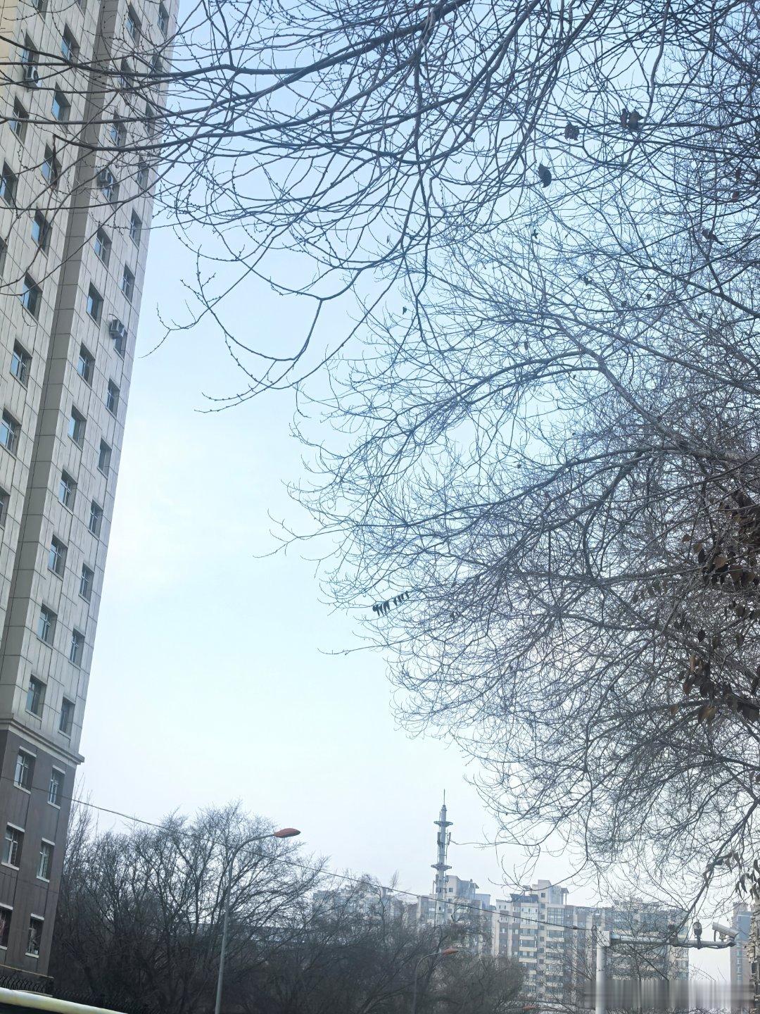 早安  ☀ 𝙘𝙤𝙡𝙙 ᯓ😷 🤧 😰 🥶“狗都不想挪窝的天气，  