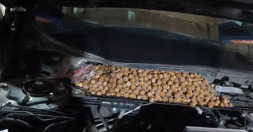 车辆频发异响，送汽修店打开引擎盖发现20多斤榛子，车主：家里老鼠成精了！
 
黑