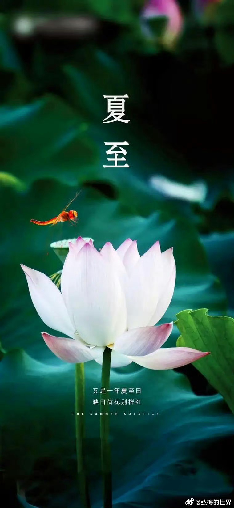 今天6月21日，夏至。带着盛夏的浪漫，带着吉祥的祝福，愿接下来的日子里荷生莲香，
