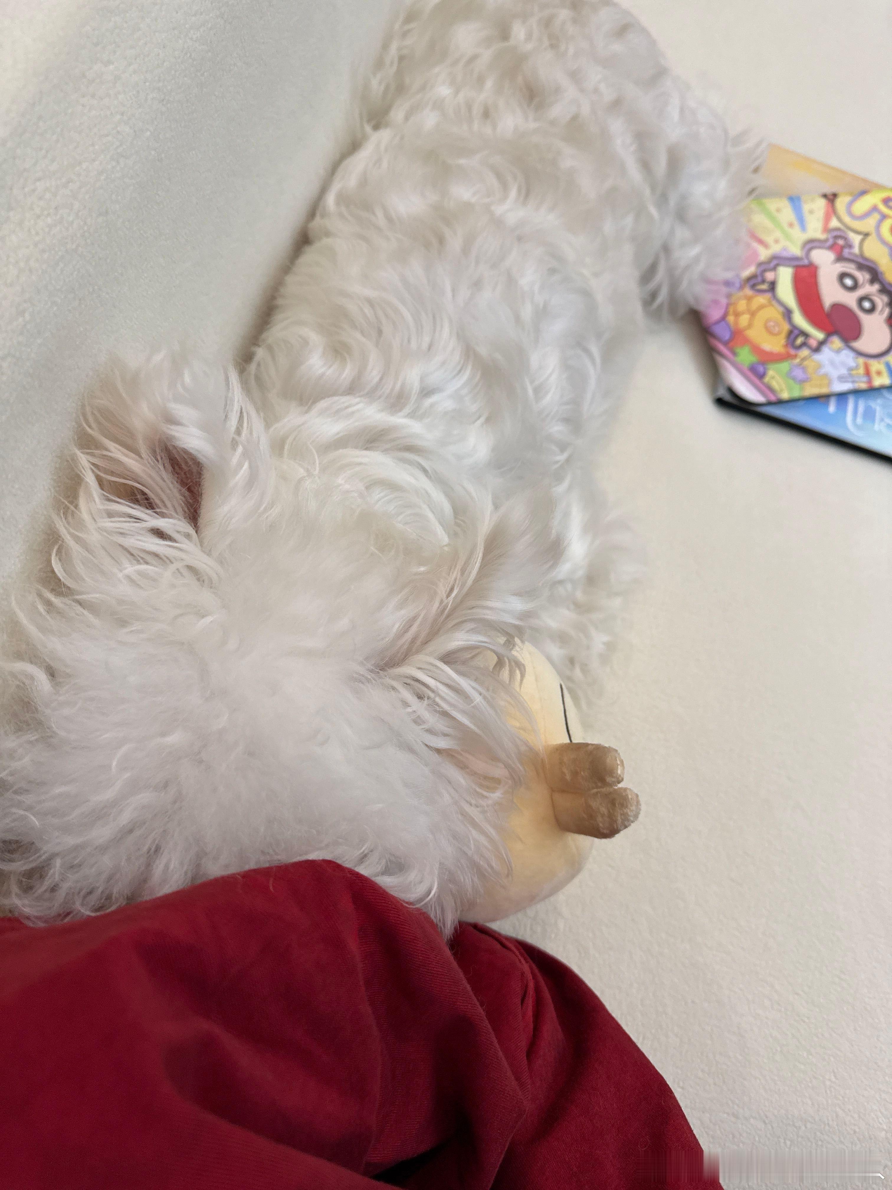 不呆[超话]乖乖小呆和自己最喜欢的小玩具🐶 ​​​