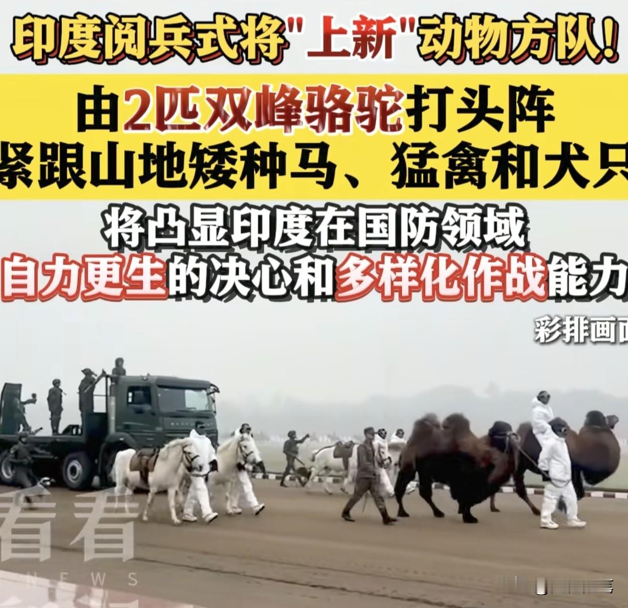 印度确实与众不同，想到把动物编成部队方阵来进行阅兵的国家，可能世界也只有印度了。