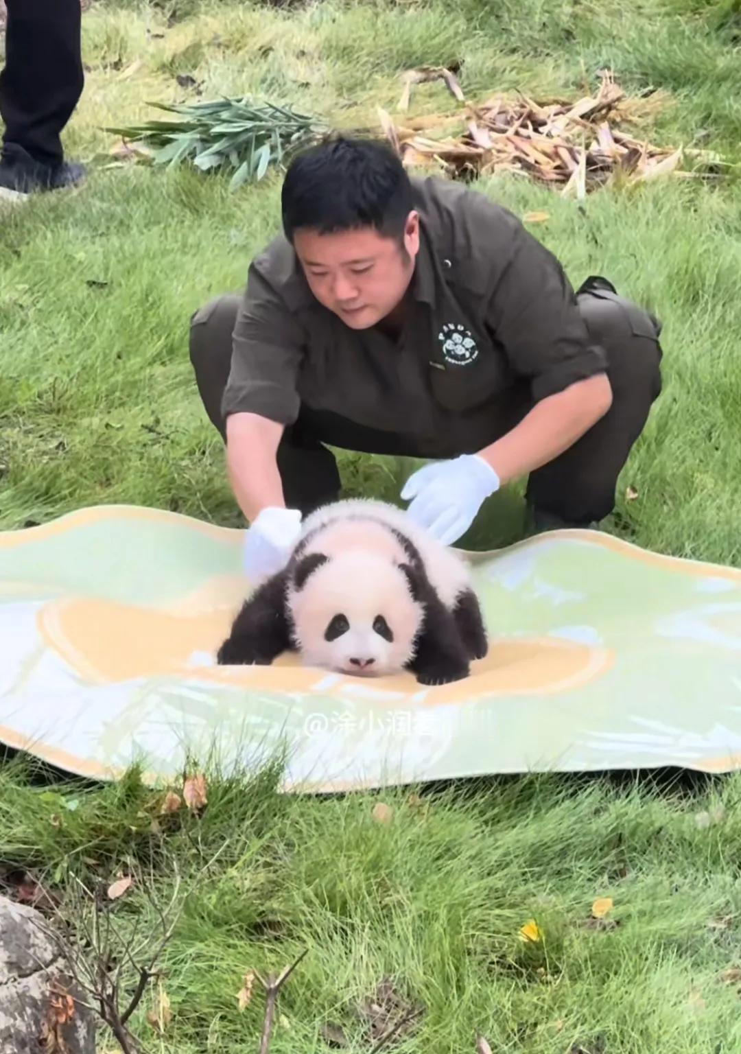 今年墩墩奶爸可以带亲外孙女了，重庆动物园24届独苗奇三妹闪亮登场！
以前总是墩墩