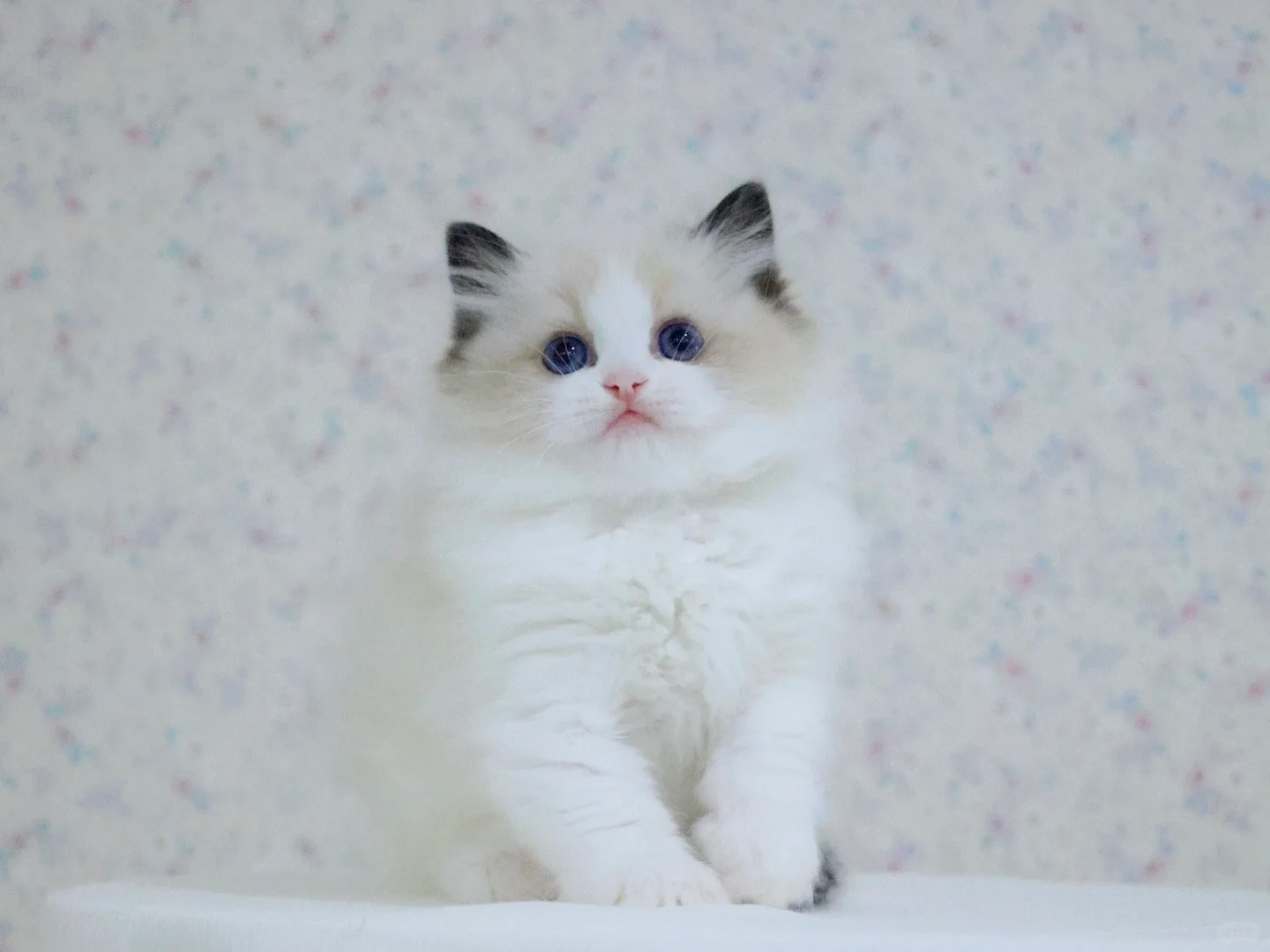 卡姿兰大眼海双妹妹｜日本布偶猫舍