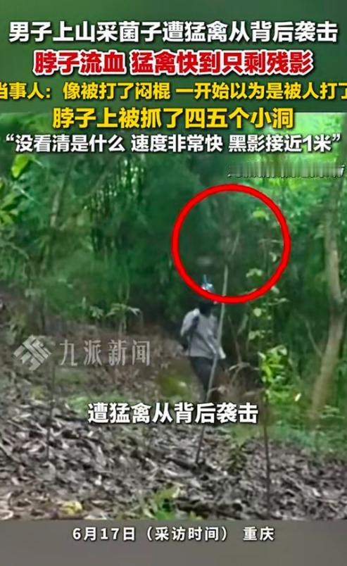 近期报道，重庆一男子进山捡菌子，突然天上一道黑影扑下来，对着他后颈猛抓，脖子上被