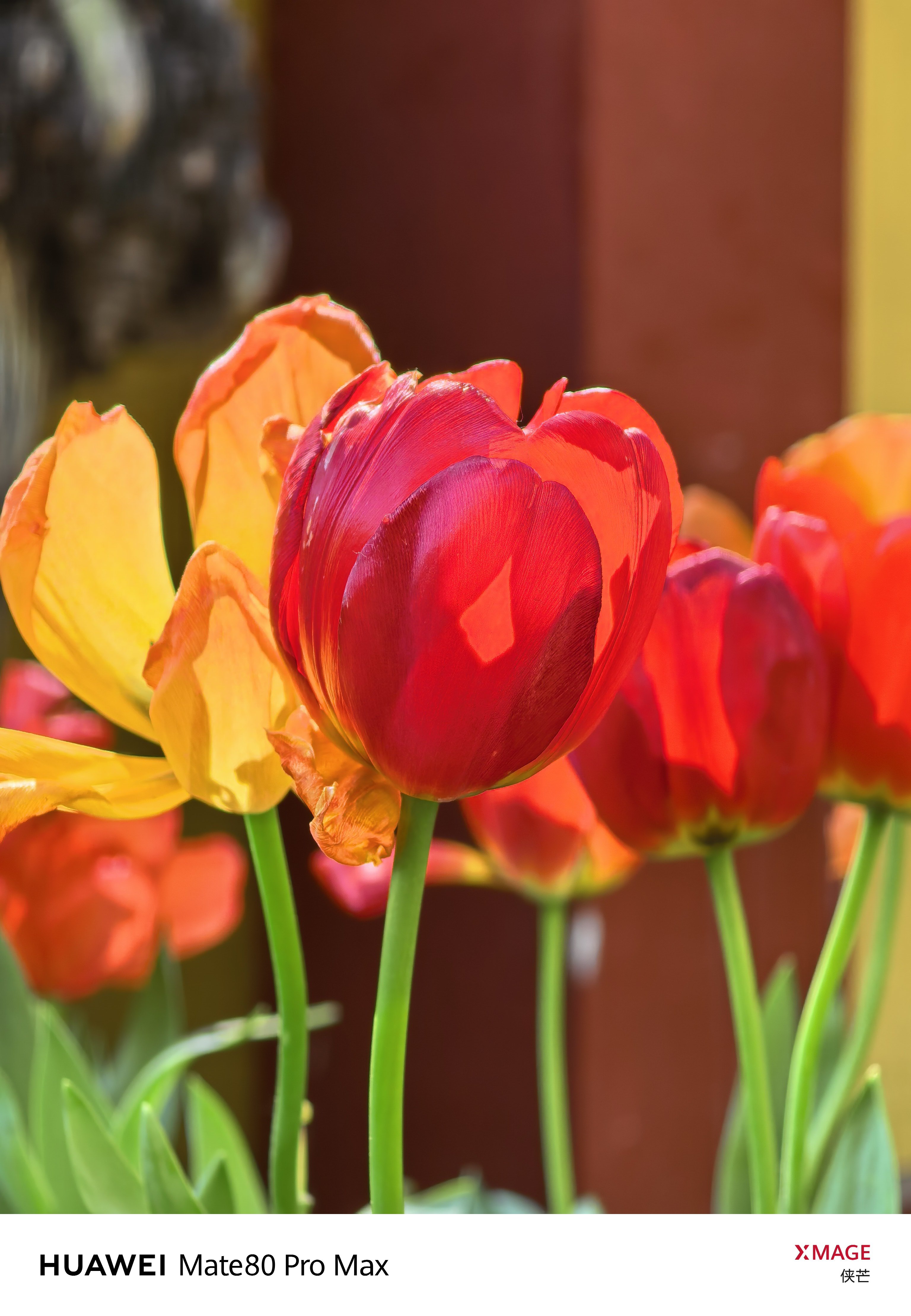 中山公园·郁金香来信        红墙黛瓦下，郁金香开得热烈。        