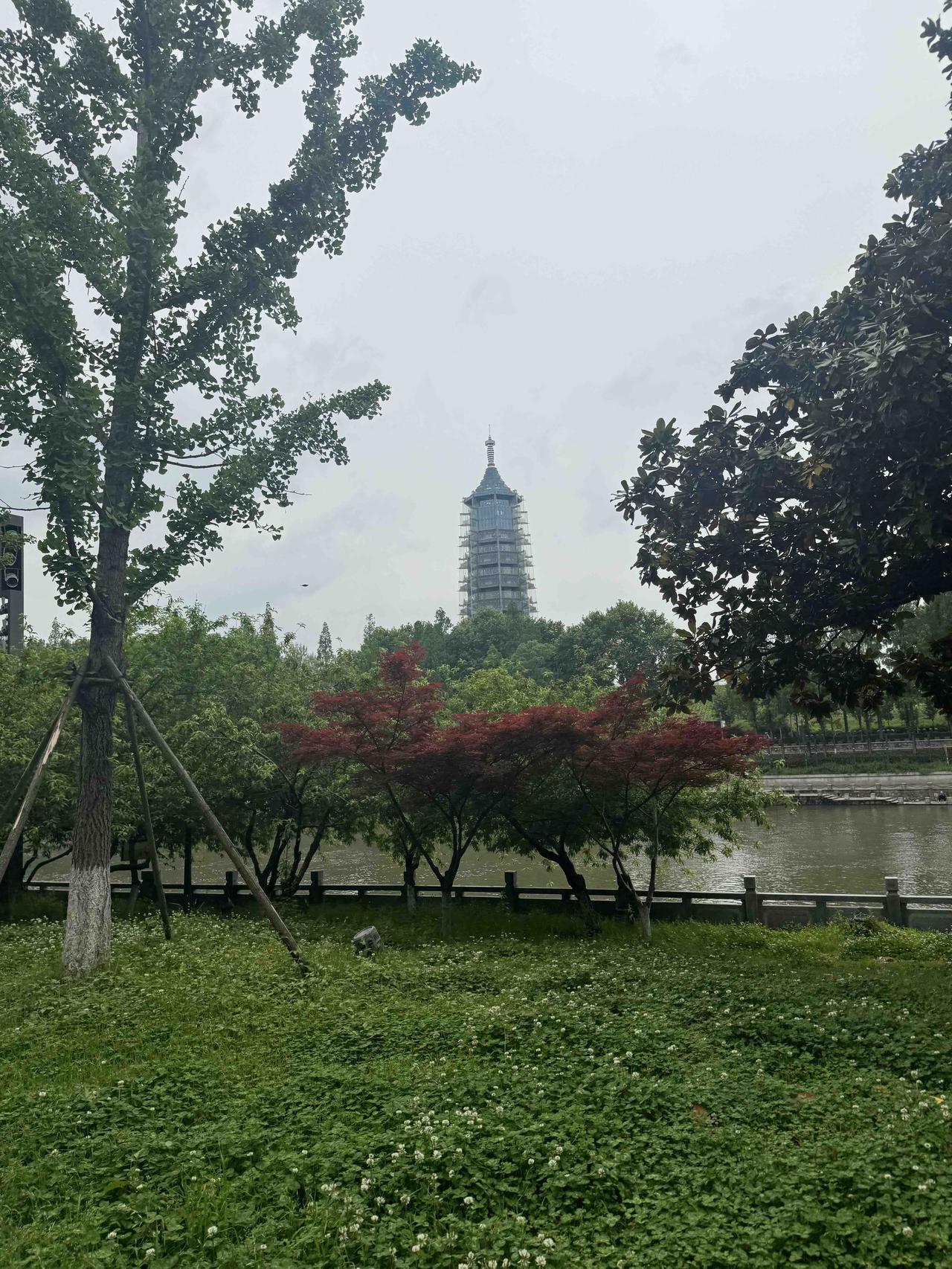 分享一张你手机里的树树，是自然的宝藏。它们有着极为丰富的物种多样性，每一棵树都有