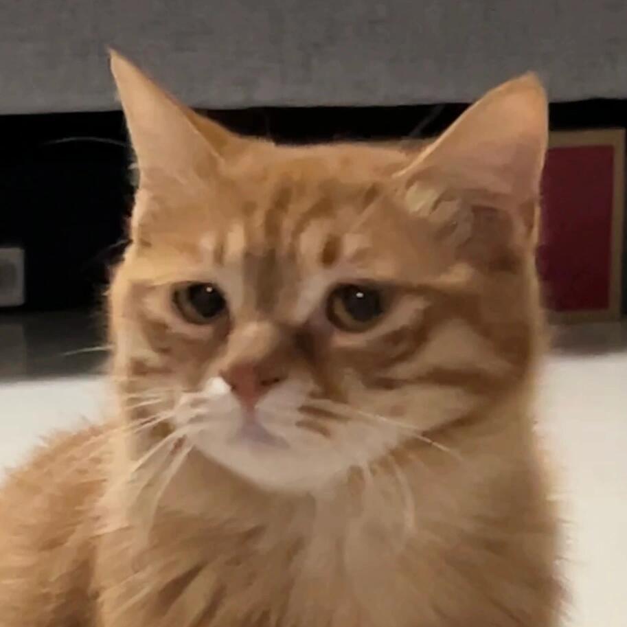 谁家好小猫总斜楞别人呀 ​​​