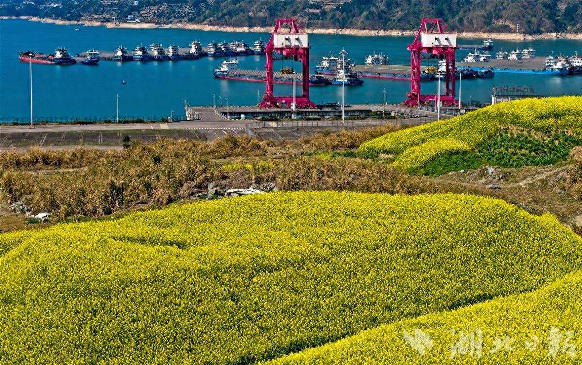 快看！三峡库区的春天被染成了金色！