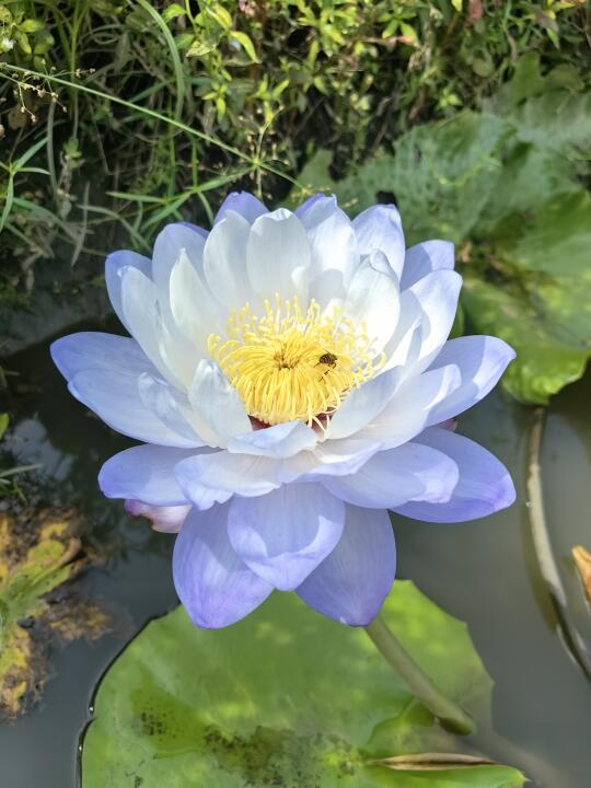 澳洲睡莲